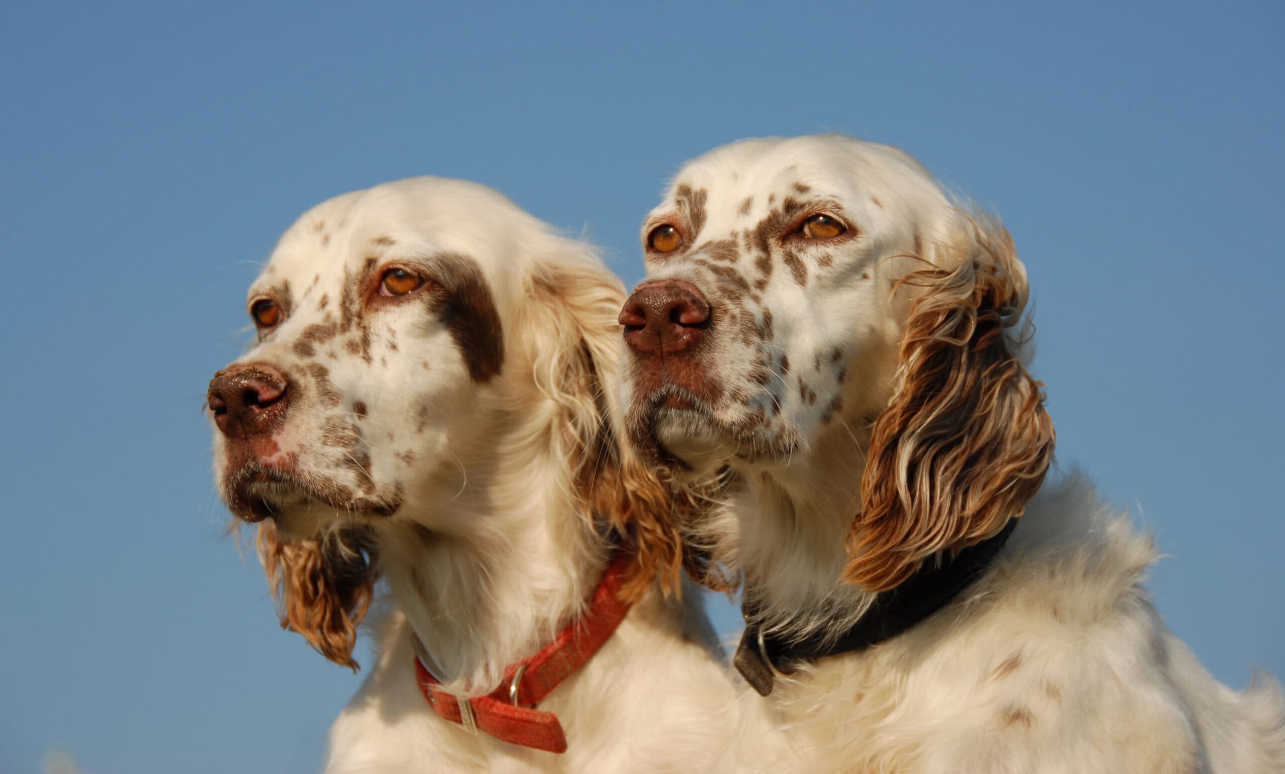 Two English Setters