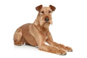 Irish Terrier lounging in home